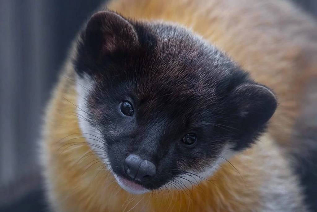 Харзы в Новосибирском зоопарке – пять милых фото