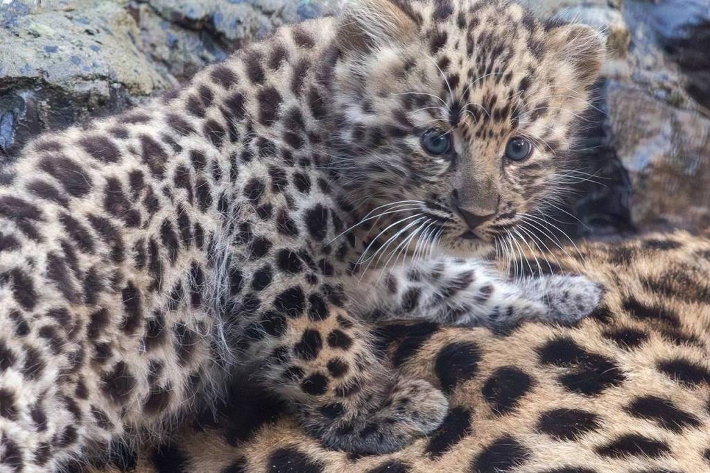 Котенок дальневосточного леопарда родился в Новосибирском зоопарке