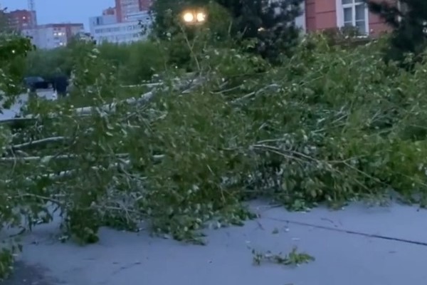 В Новосибирске из-за порывистого ветра упали 14 деревьев