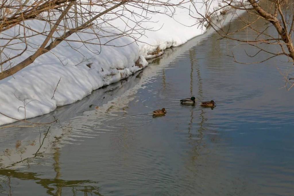 В Новосибирске назвали сроки открытия парка «Каменка»