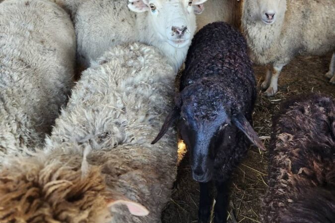 В Новосибирской области похититель увез на легковушке 28 баранов