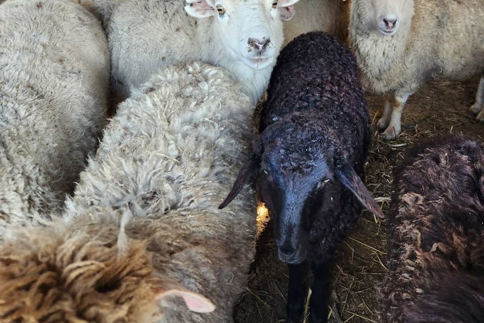 В Новосибирской области похититель увез на легковушке 28 баранов