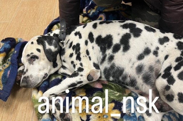 В Новосибирске на мусорке нашли выброшенного умирающего далматинца