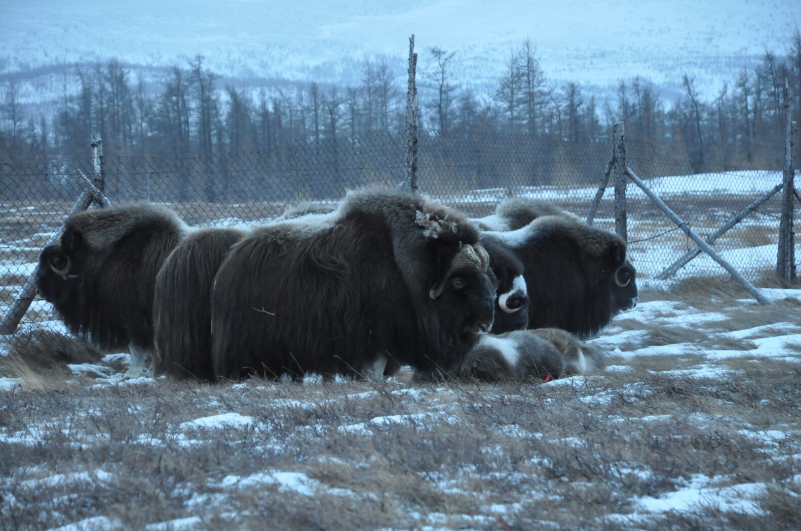 В Новосибирском зоопарке поселили овцебыков