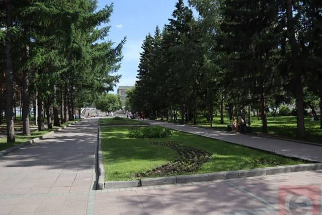 В Новосибирске в Нарымском сквере вместо ограждения появится живая изгородь