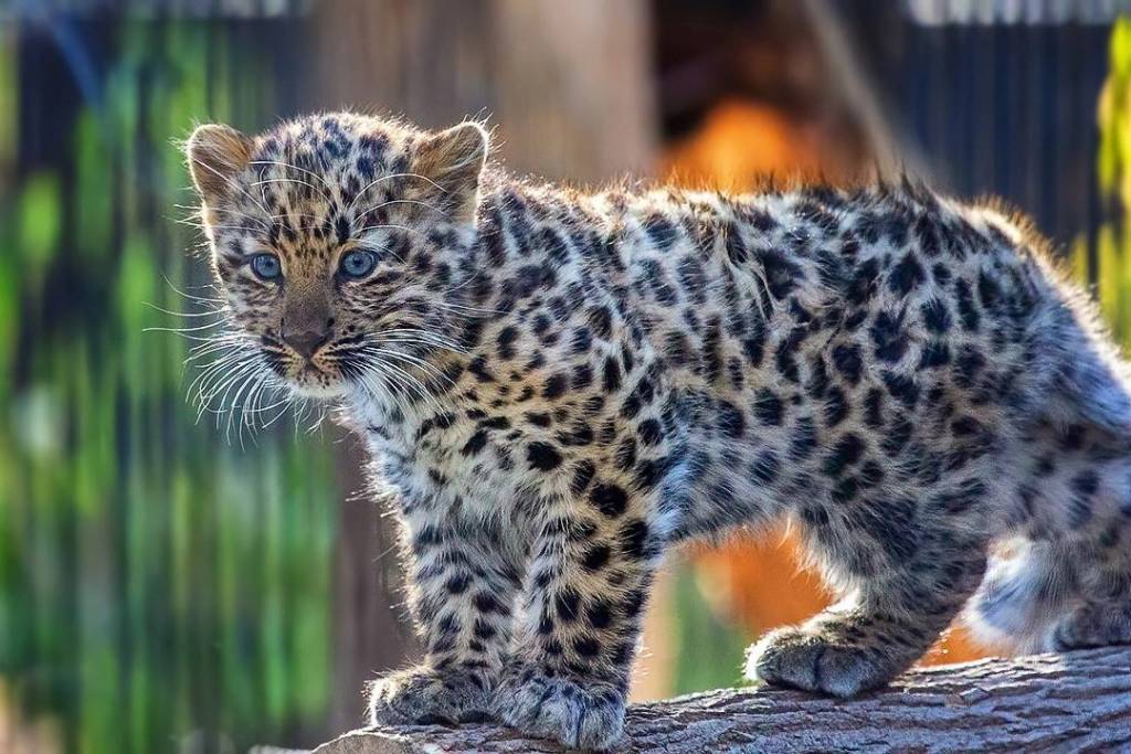 В Новосибирском зоопарке дали имя котенку леопардов