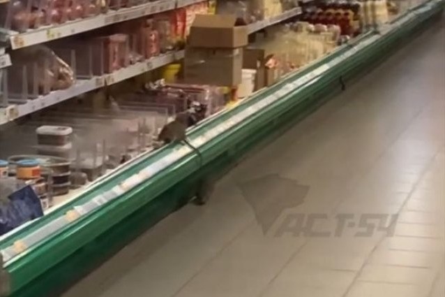 Жители Новосибирска пожаловались на полчища крыс в супермаркете на Красном проспекте
