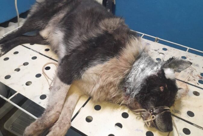 Полиция завела уголовное дело из-за убийства лайки под Новосибирском