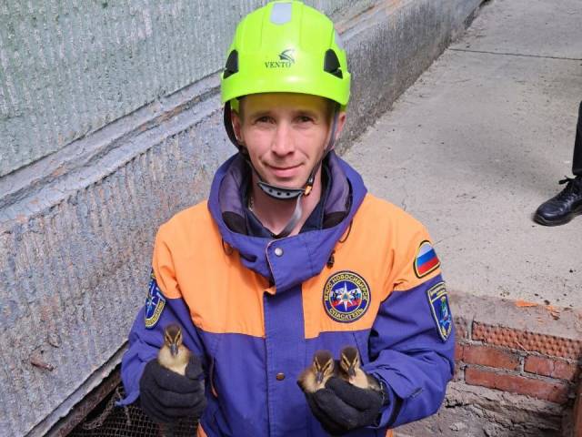 Спасатели МАСС помогли утятам на улице Богаткова выбраться из западни