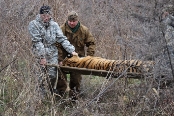 Амурская тигрица поселилась в новосибирском зоопарке