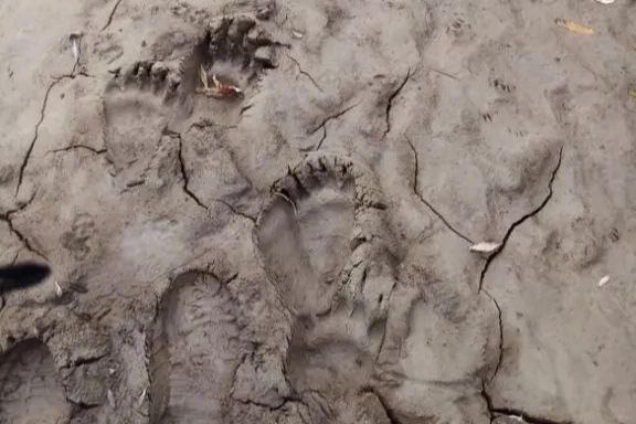 В Новосибирской области медведь растерзал овец