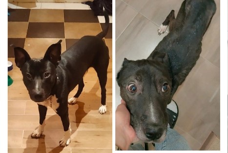 В Новосибирске хозяйка едва не заморила голодом своего пса