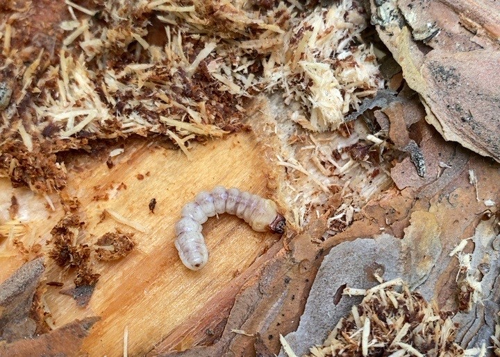 Карантин из-за опасного усача ввели на границе Новосибирской области