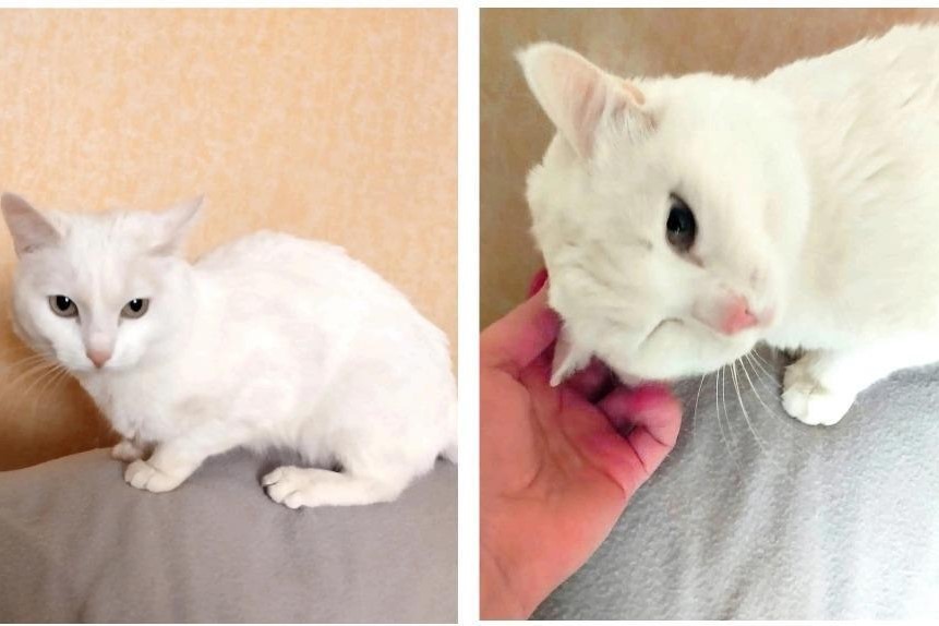 В Новосибирске волонтёры ищут новый дом для глухого ангорского кота по кличке Беляшик
