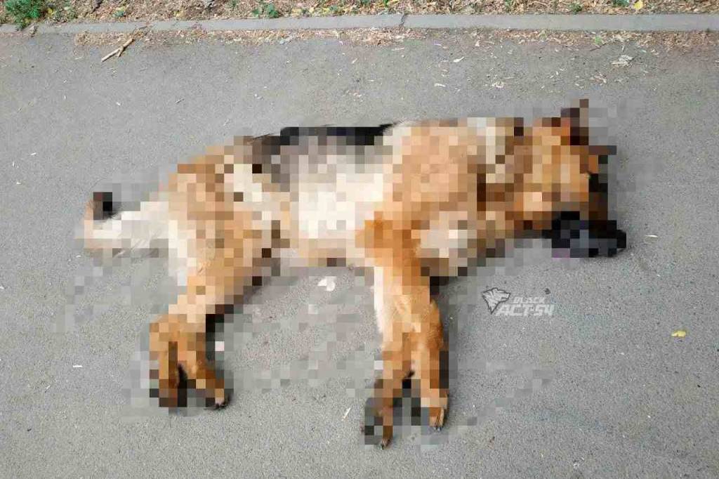 В Новосибирске неустановленный мужчина убил собаку на территории школы