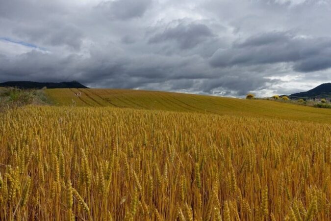 Новосибирский губернатор попросил ввести межрегиональный режим ЧС
