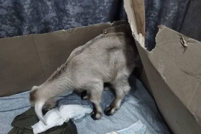 В Новосибирской области женщина купила козленка за 11 плиток шоколада