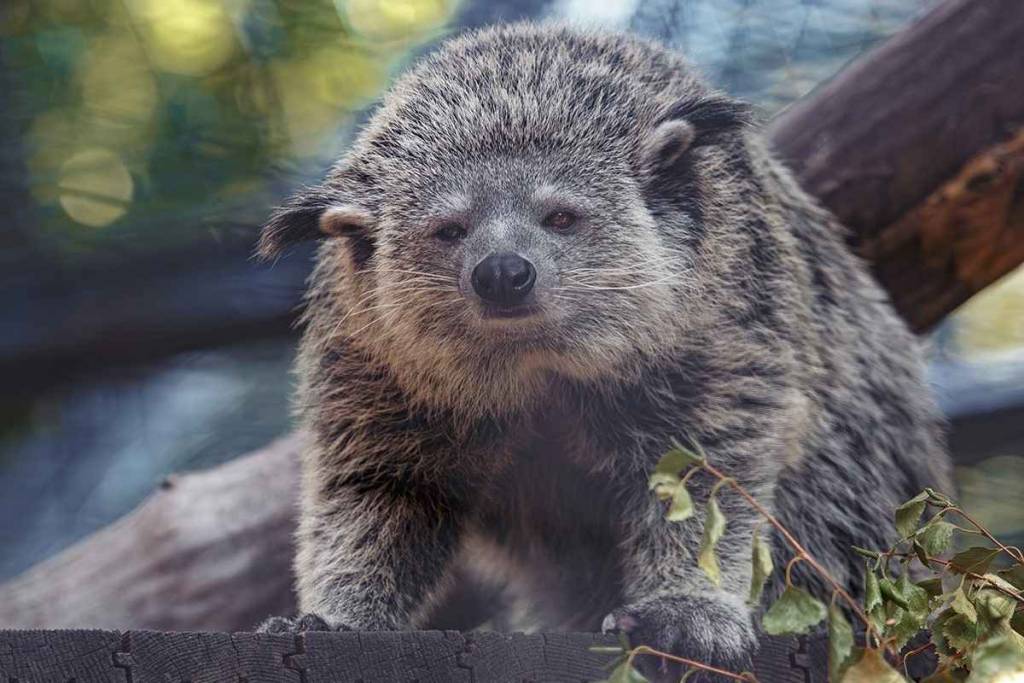 Новосибирский зоопарк заплатит за охрану на полгода 8