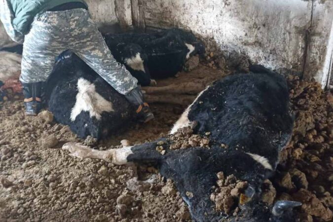 В Ордынском районе Новосибирской умерли все брошенные коровы