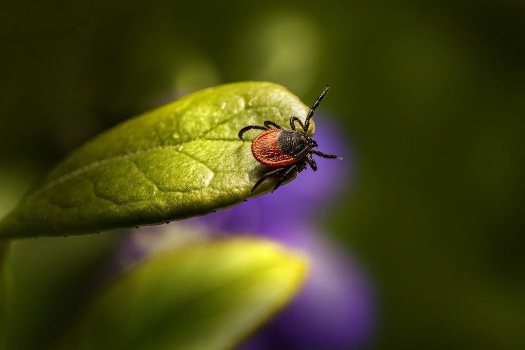 В Новосибирской области от укусов клещей за неделю пострадали более 260 человек