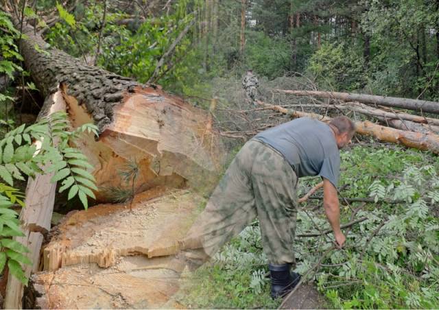 Суд запретил подрядчикам вести возмутившие жителей СНТ вырубки леса под Новосибирском