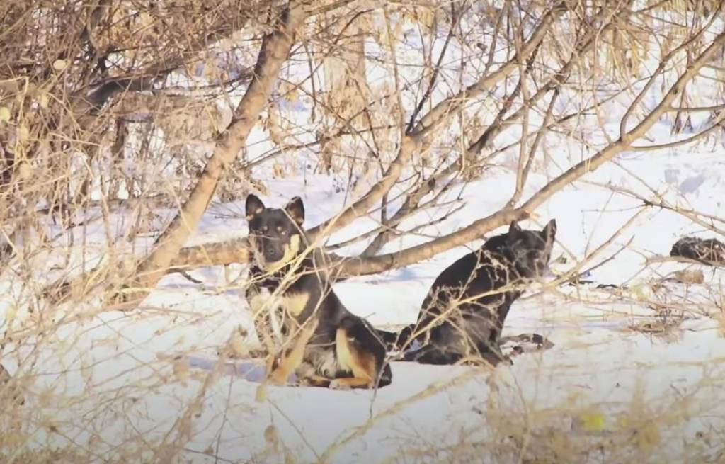 Под Новосибирском собака сорвалась с цепи и покусала подростка