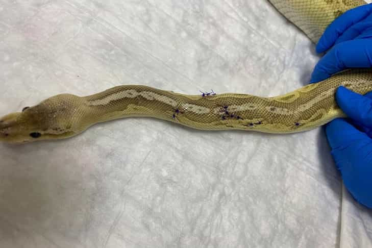 Новосибирские ветеринары спасли королевского питона — Булочку