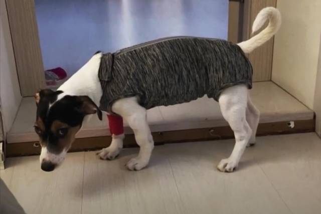 В новосибирской ветклинике после стерилизации в  умер щенок