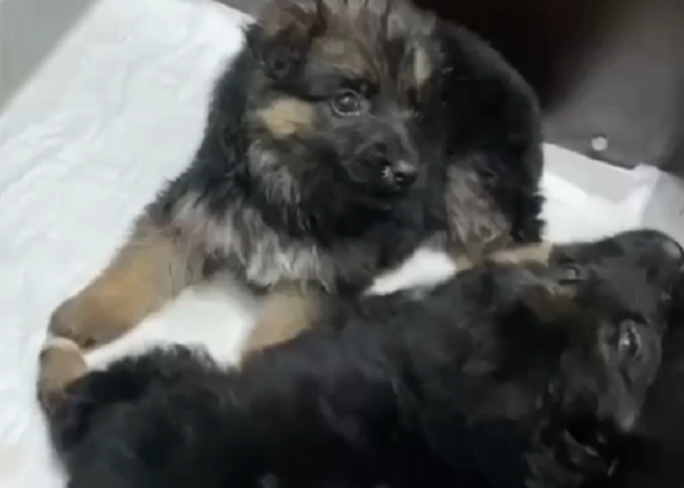 Жительница Новосибирска спасла брошенных на трассе щенков