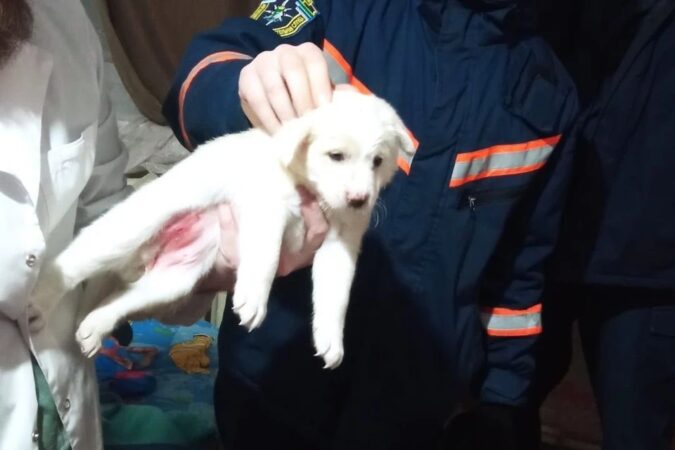 В Новосибирске спасатели освободили белого щенка
