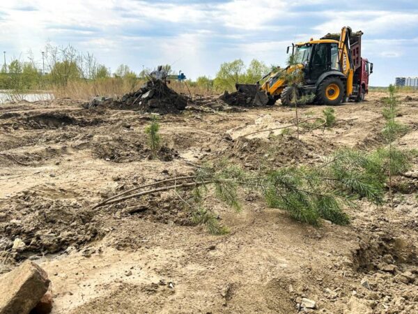 В Новосибирске аллею с молодыми деревьями забросали строительным мусором
