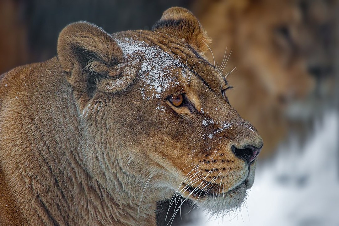 В Новосибирском зоопарке пересчитали обитателей