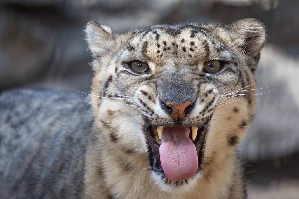 Новосибирский зоопарк объявил о бесплатном входе для пожилых людей