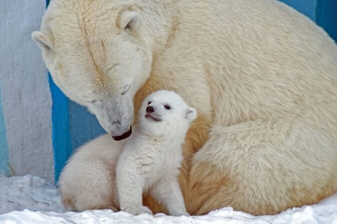 В Новосибирском зоопарке празднуют день рождения Герды
