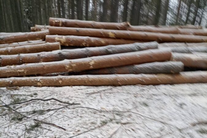 В Новосибирской области вырубили лес под предлогом «рубки ухода»