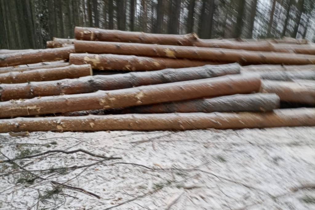 В Новосибирской области вырубили лес под предлогом «рубки ухода»
