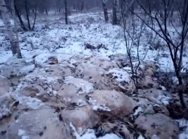 Под Новосибирском после публикации «Прецедента» ликвидировали свалку свиных шкур