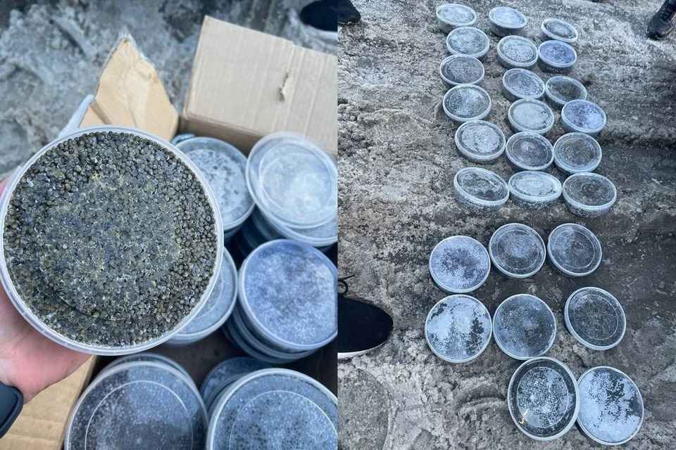 В Новосибирской области изъяли 13 килограммов незаконно добытой чёрной икры