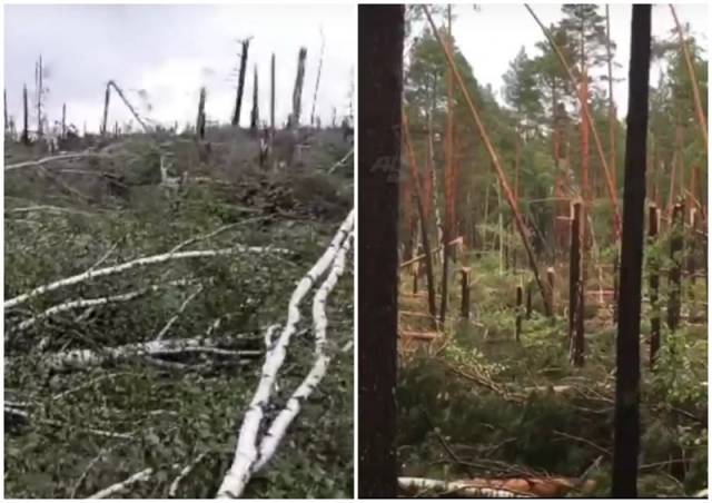 Под Новосибирском ураган уничтожил лес