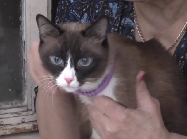 В Новосибирской области полицейские спасли из горящего дома пенсионерку с младенцем и кошку