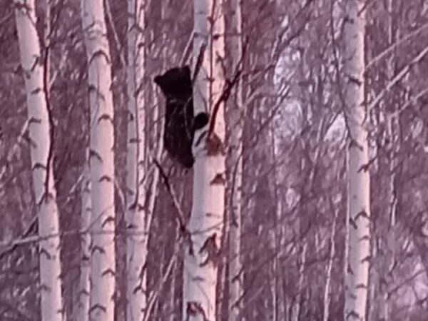 Операцию по спасению медведя провели специалисты минприроды в Новосибирской области