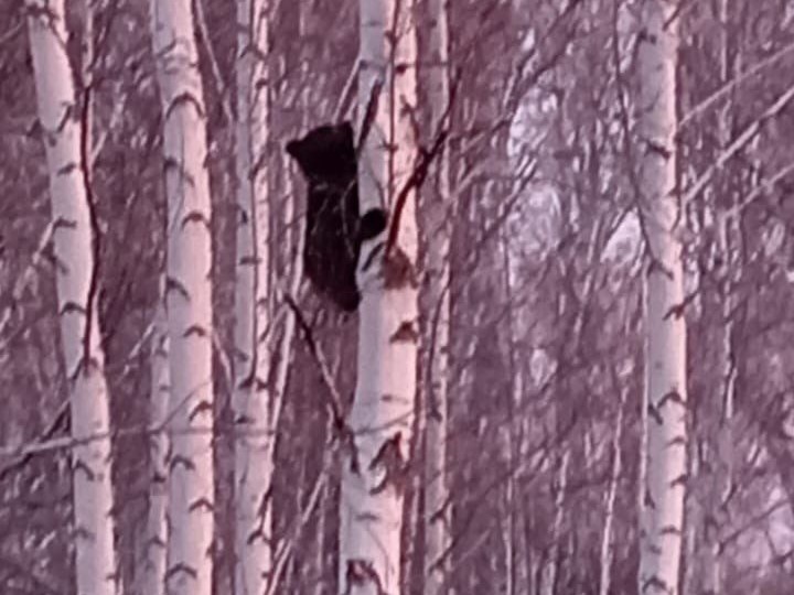 Операцию по спасению медведя провели специалисты минприроды в Новосибирской области