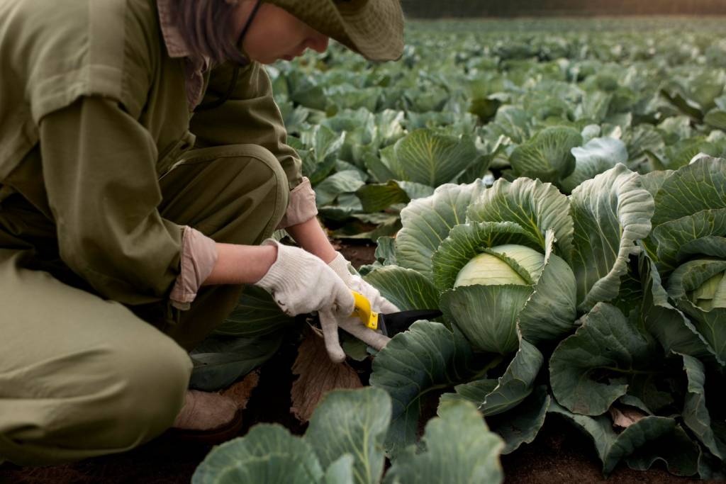 Новосибирским дачникам рассказали о тонкостях  уборки капусты
