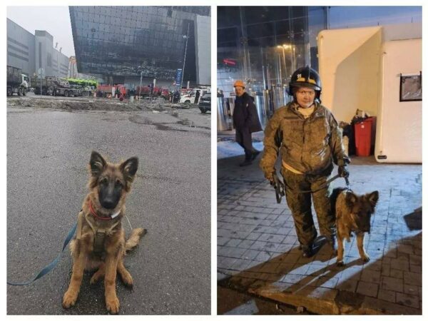 Кинолог из Новосибирска с собакой Гансом спасают людей под завалами «Крокус Сити Холл»