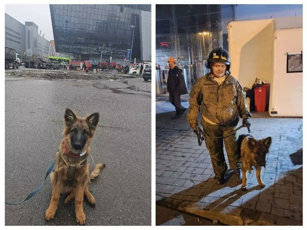 Кинолог из Новосибирска с собакой Гансом спасают людей под завалами «Крокус Сити Холл»