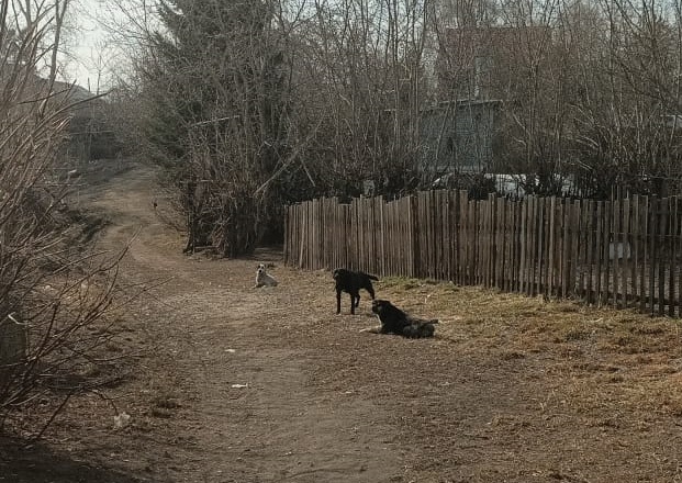 Жители Новосибирска опасаются агрессивных собак