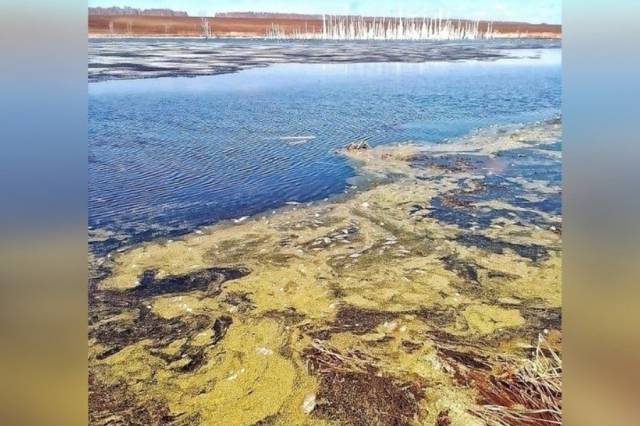 В Новосибирской области вновь произошел массовый мор рыбы