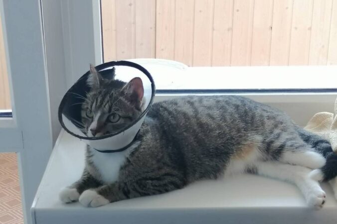 В Новосибирской области вступили в силу новые требования к содержанию домашних животных