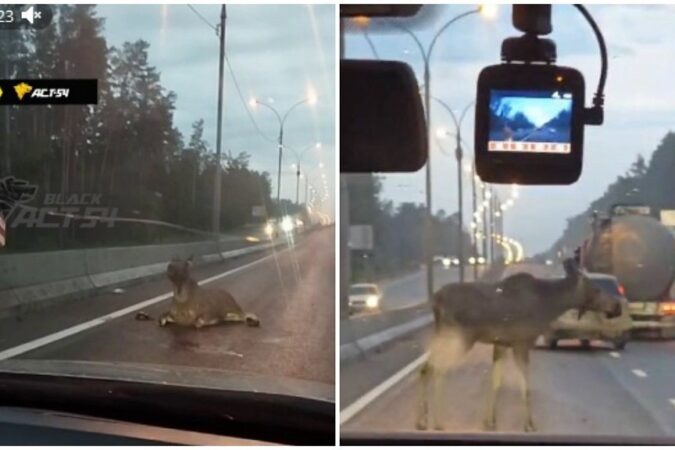 На Бердском шоссе под Новосибирском сбили лося