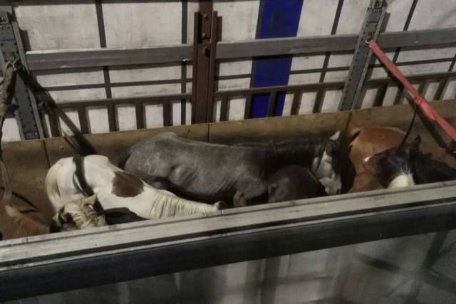 В Новосибирской области таможенники пресекли вывоз 38 лошадей в Казахстан